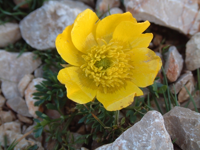 Ranunculus millefoliatus / Ranuncolo millefoglio